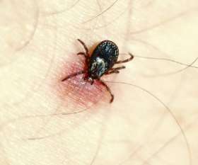 Tick Control Service Brisbane