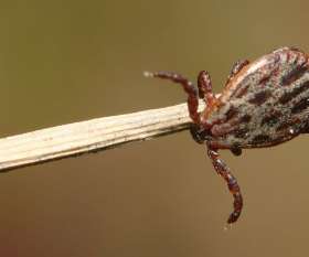 Tick Control Service Brisbane