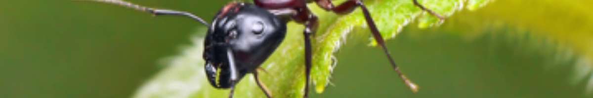 Emergency Pest Control Service Melbourne Banner