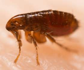 Emergency Pest Control Service Melbourne