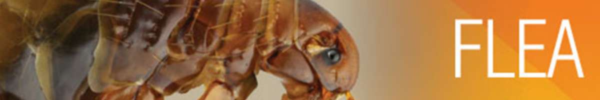 Flea Control Brisbane Banner