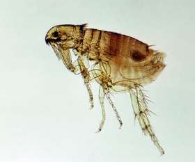 Flea Control Brisbane