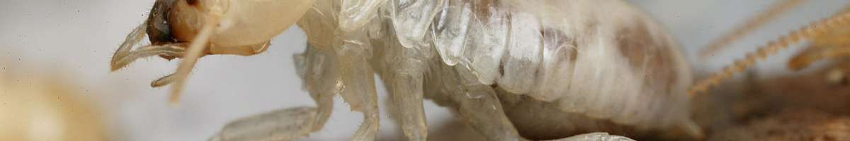 Termite Control Melbourne Banner