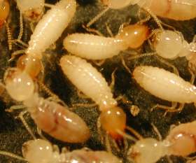 Termite Control Melbourne