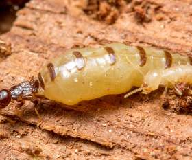 Termite Control Melbourne