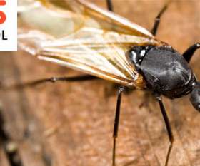 Marks Pest Control Brisbane