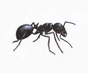 Fast Pest Control Perth
