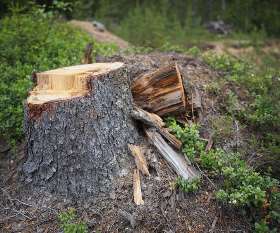 Southside Tree Lopping
