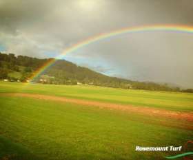 Rosemount Turf