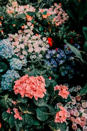 Flowers and Sweet Hampers