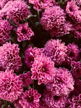 Flowers and Sweet Hampers