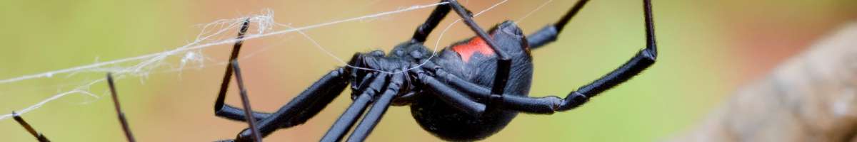 Fast Pest Control Geelong West Banner