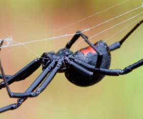 Fast Pest Control Geelong West