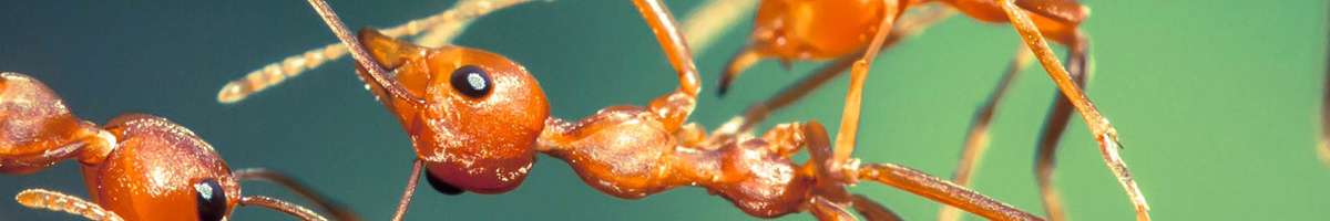 Professional Pest Removal Geelong Banner