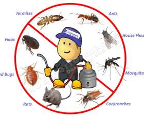 Professional Pest Removal Geelong