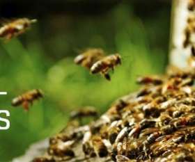 Professional Pest Control Ballarat