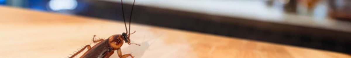 Impressive Pest Control Melbourne Banner