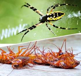Impressive Pest Control Melbourne