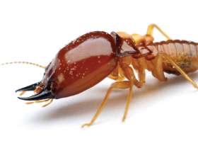 Impressive Pest Control Melbourne