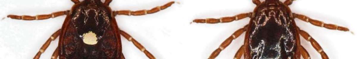 My Home Pest Control Berwick Banner