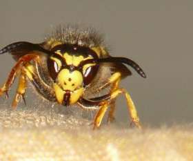 Impressive Pest Control Ipswich
