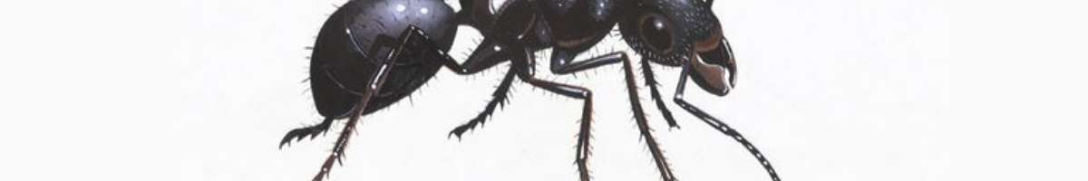 Fast Pest Control Ipswich Banner