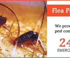 Fast Pest Control Ipswich