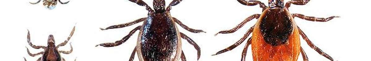 Sparkling Pest  Control Bulimba Banner