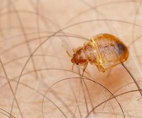 Sparkling Pest  Control Bulimba