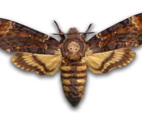 Sparkling Pest  Control Bulimba