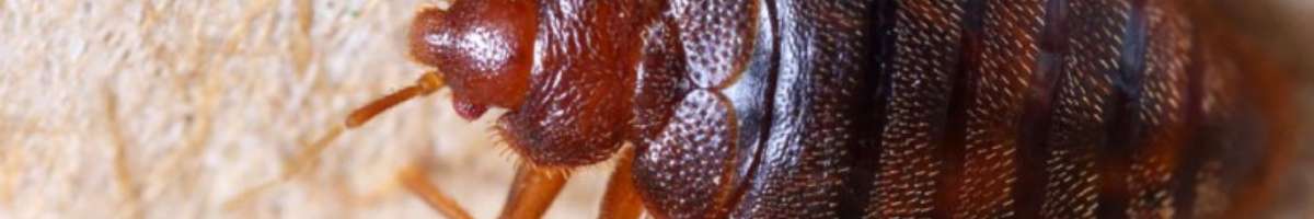 Sparkling Pest  Control Tamborine Mountain Banner