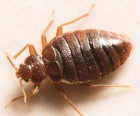 Sparkling Pest  Control Tamborine Mountain