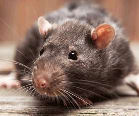 Sparkling Pest  Control Tamborine Mountain