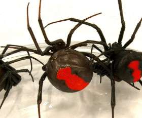 Sparkling Pest  Control Tamborine Mountain