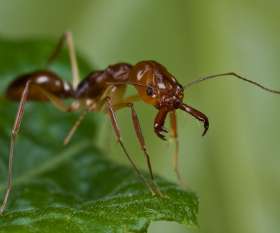 Sparkling Pest  Control Tamborine Mountain