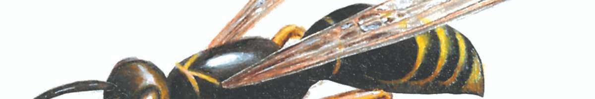 Bepestfree Pest Control Ocean Grove Banner