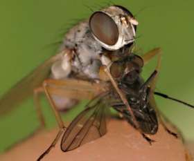 Bepestfree Pest Control Ocean Grove