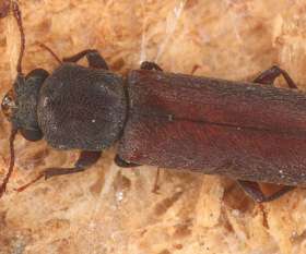 Bepestfree Pest Control Ocean Grove