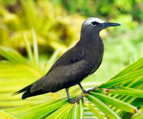 Bepestfree Pest Control Ocean Grove