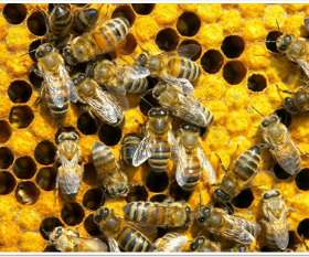 Bepestfree Pest Control Epping