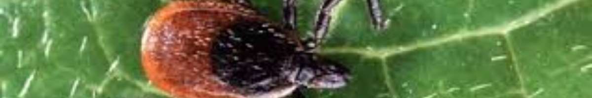 Bepestfree Pest Control Gold Coast Banner