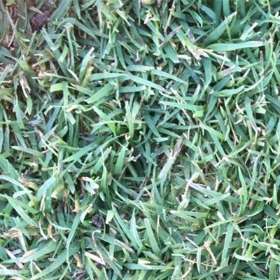 Turfman: Brisbane's Turf Specialists