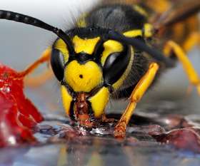 Bepestfree Pest Control Geelong