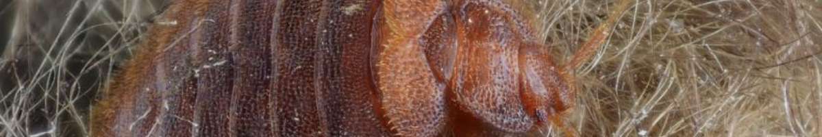 Female Choice Pest Control Toowoomba Banner