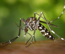 Female Choice Pest Control Toowoomba