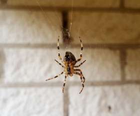 Female Choice Pest Control Toowoomba