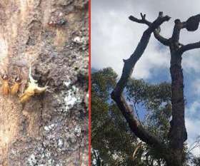 Female Choice Pest Control Toowoomba