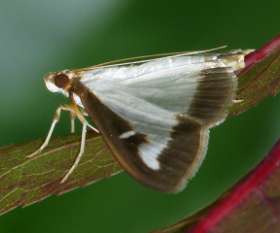 Female Choice Pest Control Toowoomba