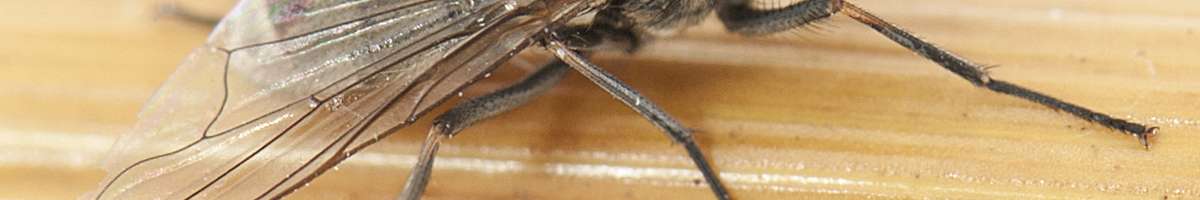 Female Choice Pest Control North Lakes Banner