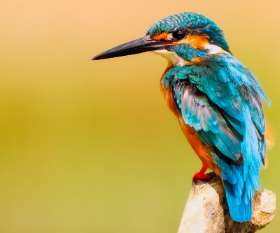 Female Choice Pest Control North Lakes